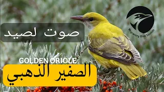 موسم 2025 صوت الصف ار الذهبي المذهل الطائر المفضل لدى الصيادين في موسم الهجرة  موسم 2025 صوت الصف ار الذهبي المذهل الطائر المفضل لدى الصيادين في موسم الهجرة