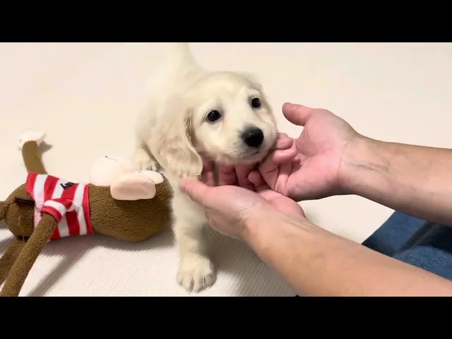 動画
