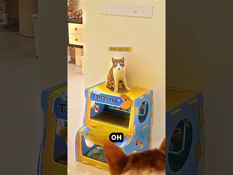 Чужой Кот Выдал Себя За Его Кота 🤯