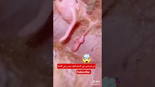 انظروا إلى قدرة الله يرزق الجنين في بطن أمه 