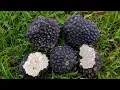Download Lagu Trufele - Comoara padurilor / Cum sa le gasesti ? De ce sunt cele mai valoroase? Trufa gigantica