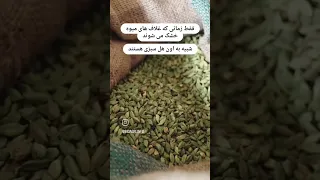   هل سبز چطوری برداشت و به بازار عرضه میشه   دندنها