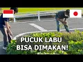 Download Lagu REAKSI MERTUA JEPANG KETIKA MANTU INDONESIANYA MINTA PUCUK LABUNYA UNTUK DISAYUR