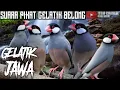 Download Lagu SUARA PIKAT GELATIK BELONG | SUDAH TERBUKTI AMPUH UNTUK MEMIKAT