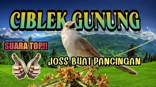 suara pancingan burung ciblek gunung ngebren gacor radja kicau