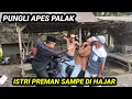 Download Lagu PUNGLI APES TERNAYATA  ISTRI PRMAN?? MP3