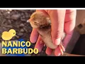 Download Lagu NASCERAM OS PINTINHOS DA GALINHA NANICA | SÍTIO COM JAVEH