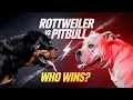 Rottweiler vs Pitbull - Who Wins in a Real Fight