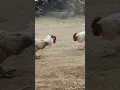 cock fighting#cockfighting