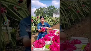 انواع الفواكه Shortfood Explore لايك اشتراك 