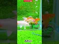 Download Lagu animal transformation videos subscribe yk toons for more attractive contents #shrunk #animaltran