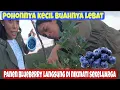 Download Lagu FIRST! BLUEBERRY HARVEST IN MY OWN GARDEN || UKRAINE RURAL VLOG