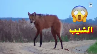 الطاهش حيوان ٲثار رعب اليمنيين قديما 