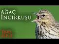 Download Lagu Ağaç incirkuşu | Tree Pipit | Haçka Yaylası | Trabzon | Nikon P1000 | Türkiyenin Kuşları