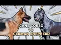 CANE CORSO vs GERMAN SHEPHERD What s The Best Family Guard Dog
