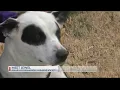 SPCA PetSmart National Adoption Weekend