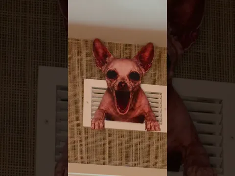 WHO’S IN THE ATTIC?! 😱