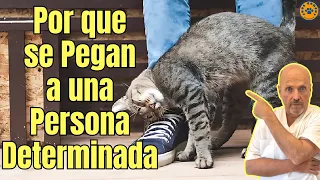 😱 ¿PORQUE LOS GATOS SE PEGAN A UNA PERSONA DETERMINADA? 😱