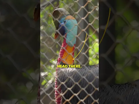Face to Face with Deadliest Bird in the World