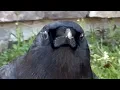 Wild crow goes for walk with woman every day