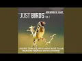 Download Lagu Lagu Burung Chaffinch yang Menawan