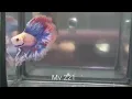 -221 Purple Grizzle Fancy Double Tail Halfmoon Male Betta