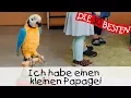 Download Lagu 👩🏼 Ich habe einen kleinen Papagei - Singen, Tanzen und Bewegen || Kinderlieder