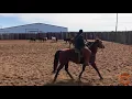 Blue Boon Smokin It APHA Bay Mare by Once In A Blu Boon
