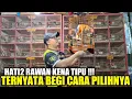 Download Lagu BONGKAR RAHASIA ! TERNYATA BEGINI CARA BELI ANIS MERAH BIAR GA KENA TIPU PEDAGANG NAKAL DIPASAR