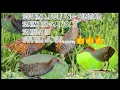 Download Lagu Suara Pikat Burung Sintar Sawah Asli Joss,,,!!!