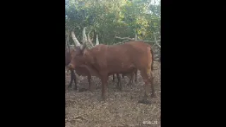 Pawa Magele Nshimba Bhojumbe Bhone Ujumbe Wangu 