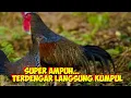Download Lagu Suara pikat ayam hutan 100 % ampuh,pokok pitik'e Ra budek 😁#yang_request_langsung_aja