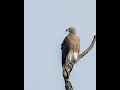 Download Lagu GREY HEADED FISH EAGLE