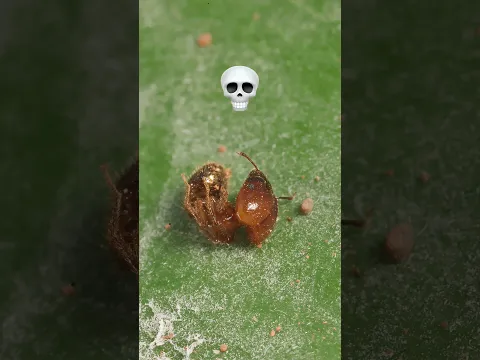 El curioso caso de la hormiga mata soldados #shorts #viral  #hormigas