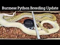Burmese Pythons Breeding Update Look at them go