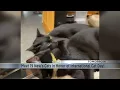 Meet 19 News cats in honor of international cat day Saturday