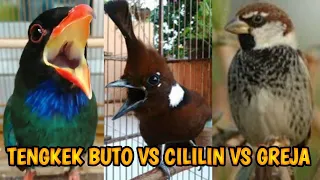 masteran tengkek buto cililin king greja terbaru 99 gampang ditiru 