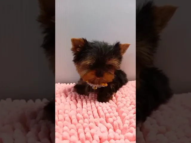 動画