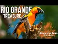 The Birdwatcher s Paradise Texas Tourists Are Missing