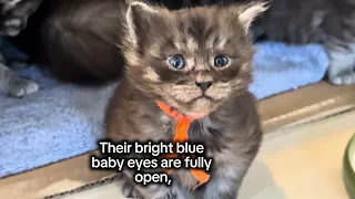 3 Week old Maine Coon kittens giving their first steps outside their nest