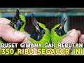 Download Lagu BUSET DAH MODAL CUMA 350 RIBU DAPET CUCAK IJO LATAH SEPERTI INI DI PASAR BURUNG PRAMUKA 