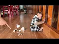 Download Lagu Monkey Luk scared when accidentally breaks  drinking glass