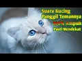 Download Lagu Suara Pikat Kucing Ampuh Auto Nyamperin _ Suara Kucing Memanggil Temannya MP3