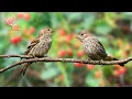 Lagu Birds Chirping - 11 Hours Birdsong to Relieve Stress and Sleep Better | Calming Forest Ambience