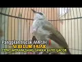 Trucuk BETINA memanggil Jantan Suara Birahi Ngecuplik 100% pancingan trucukan gacor agar BUNYI EMOSI
