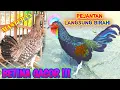 Download Lagu Pancingan Pejantan | Suara Ayam Hutan BETINA GACOR ( AHH )