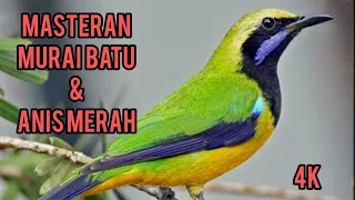 burung cucak cungkok untuk masteran murai batu u0026 anis merah