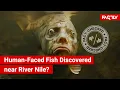 FACT CHECK Viral Shows Human-Faced Fish Discovered in Lake Samsara near River Nile