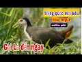Download Lagu Tiếng chim quốc mồi chuẩn nhất | Cuộc Sống Quanh Ta