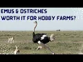 Emus Ostriches - Worth it on a Small Farm